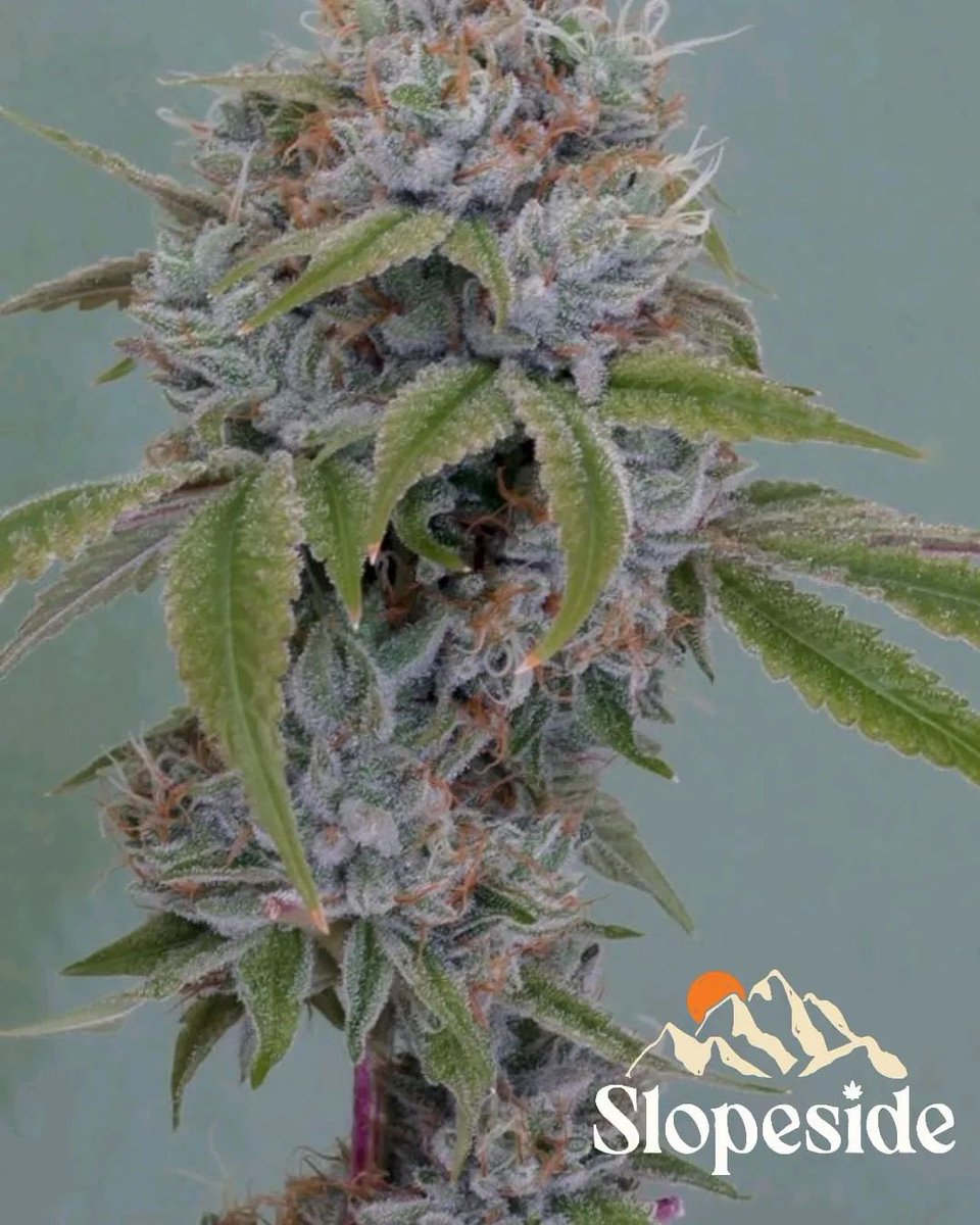 SlopeSidePreRol's tweet photo. We're feeling a bit frosty this morning! 
.
#frostyourself #denversbest #coloradomade #coloradosfinest #bouldercolorado #telluride #aurora #highlands #snowmassvillage #Slopeside #SlopesidePreroll #rockyroadthorton #purcannabrand #litdispensarydenver #dinotreats #telluridecolorado https://t.co/379gfHoNgA