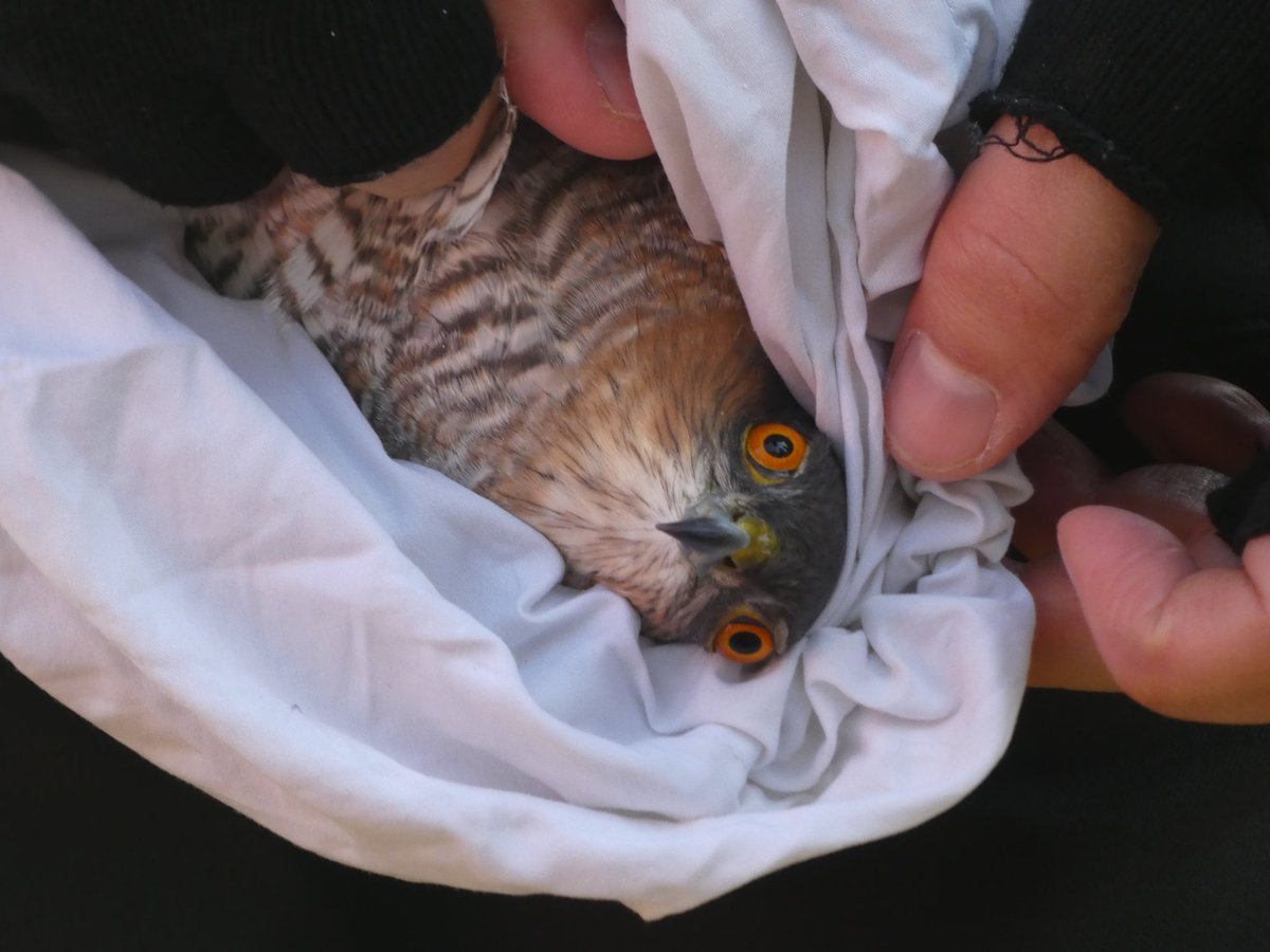 Plom 🎗️ tweet media