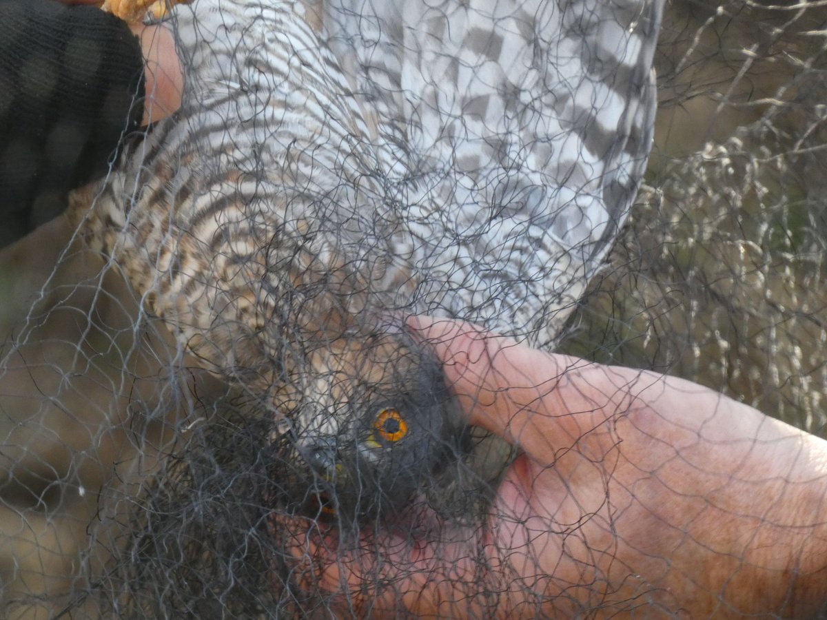 Plom 🎗️ tweet media