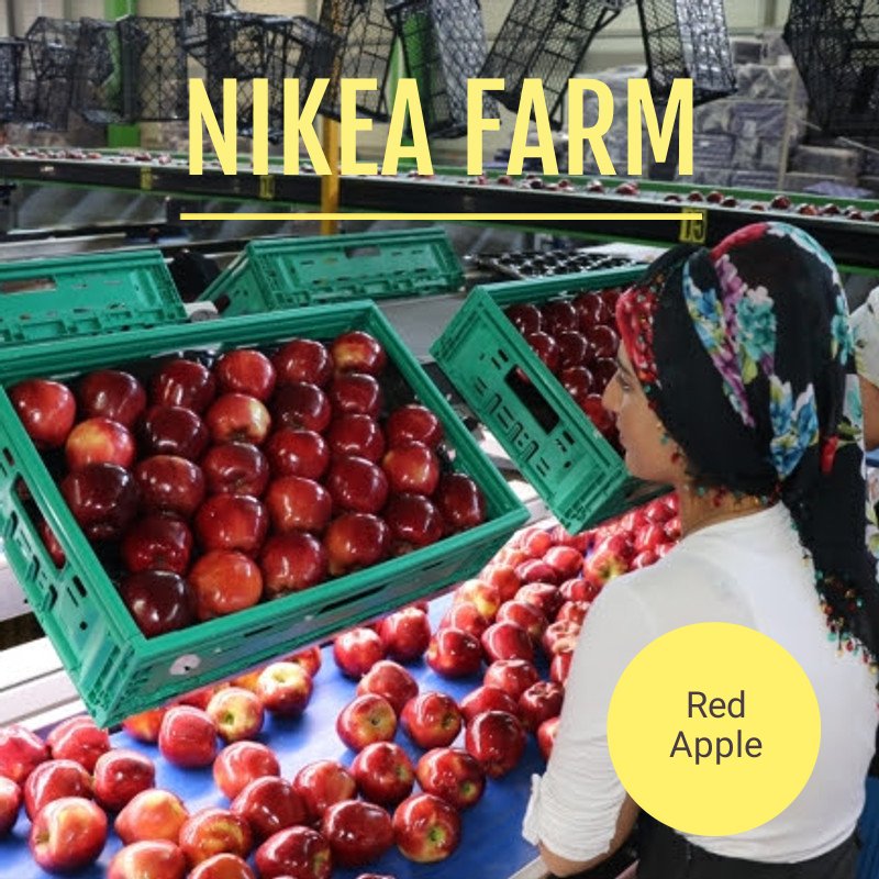🍎🍏🍎 NIKEA FARM 🍎🍏🍎
🍏nikeafarm.com
🍎Whatsapp: +90 5426559463 
🍏Apple variates available.
🍎Origin TURKEY 
🍏Hight quality 
🍎#nikeafruit 
🍏#nikeafarm 
🍎#greenapple 
🍏#redapple 
🍎#apple