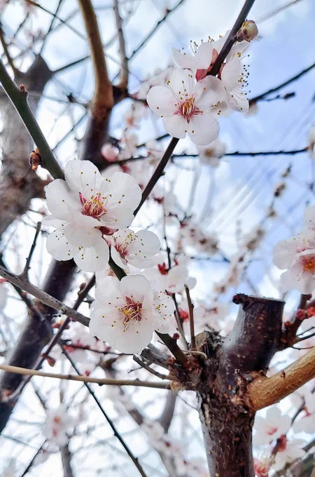 近所に咲いてた梅の花。春の気配だなあ… 