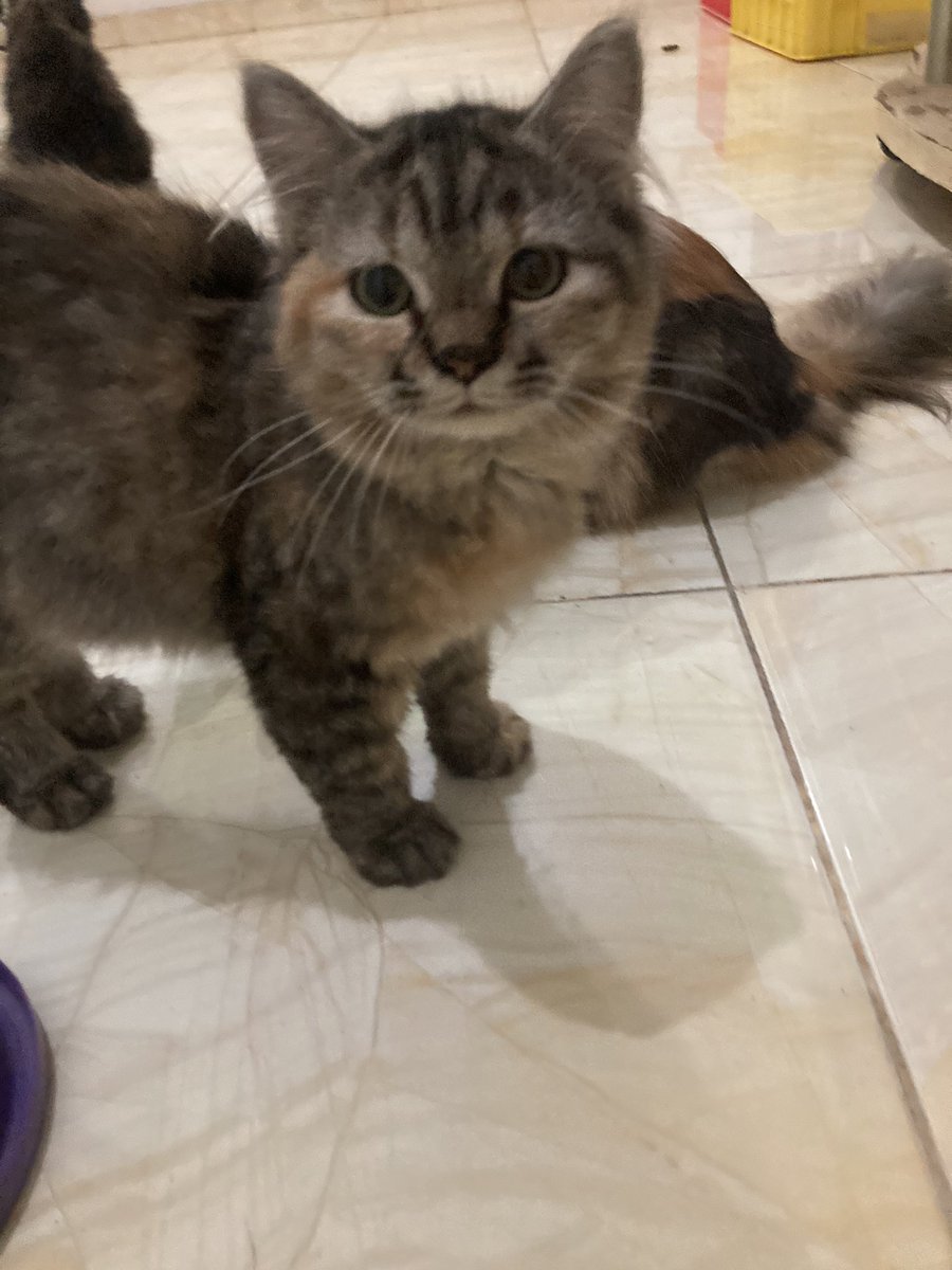 Ada yang mau adopt koceng? Betina umur 5 bulan