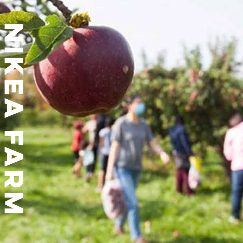 🍎🍏🍎 NIKEA FARM 🍎🍏🍎
🍏nikeafarm.com
🍎Whatsapp: +90 5426559463 
🍏Apple variates available.
🍎Origin TURKEY 
🍏Hight quality 
🍎#nikeafruit 
🍏#nikeafarm 
🍎#greenapple 
🍏#redapple 
🍎#apple