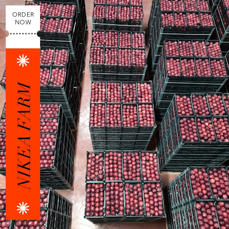 🍎🍏🍎 NIKEA FARM 🍎🍏🍎
🍏nikeafarm.com
🍎Whatsapp: +90 5426559463 
🍏Apple variates available.
🍎Origin TURKEY 
🍏Hight quality 
🍎#nikeafruit 
🍏#nikeafarm 
🍎#greenapple 
🍏#redapple 
🍎#apple