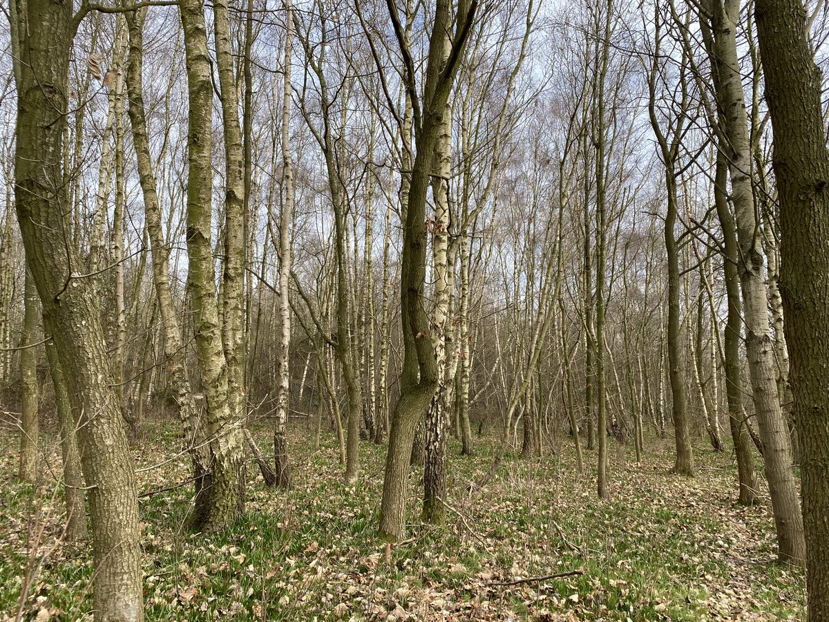 Megthelibraria1's tweet photo. Our walk today around #Wixford and #Exhall https://t.co/cFyKdqJ4WL