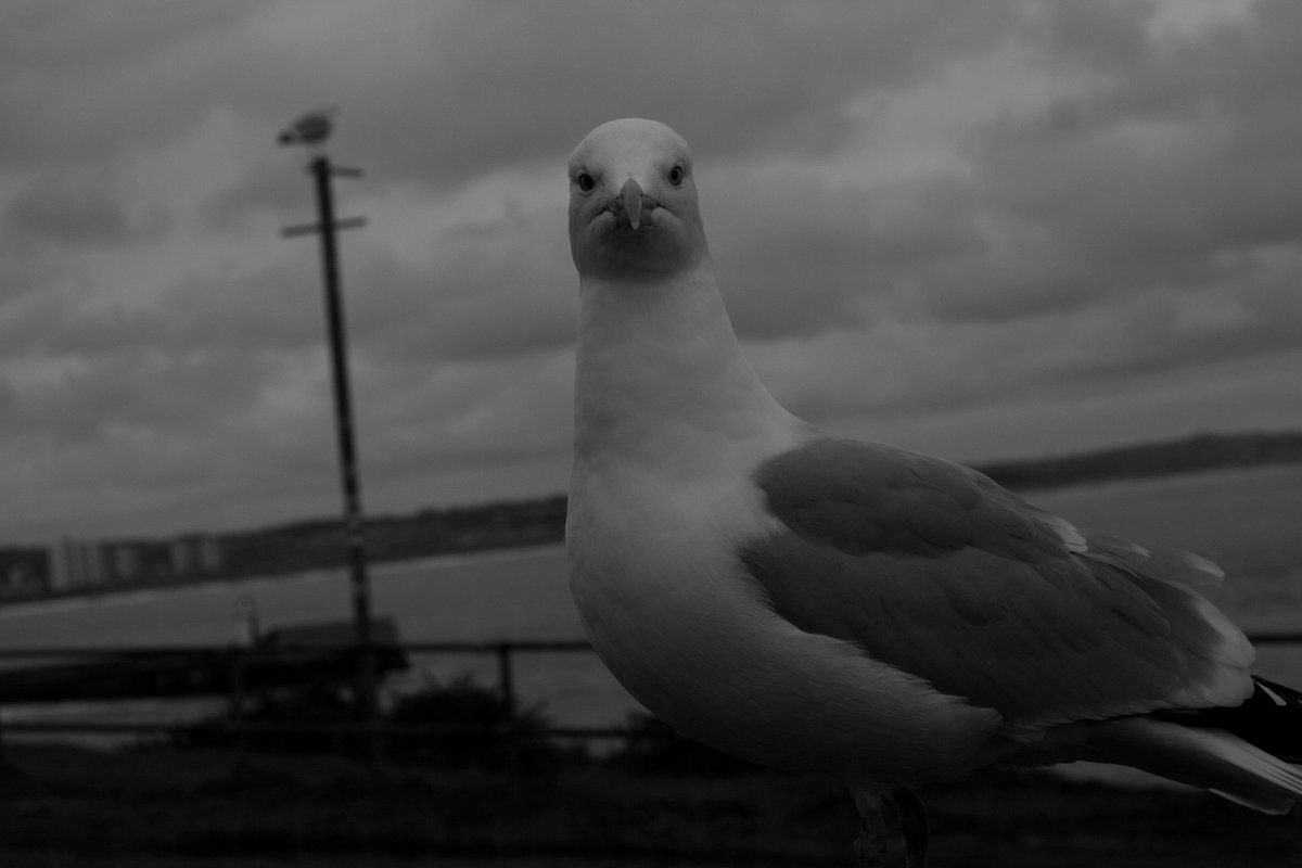 walterjsinnes's tweet photo. #gull at Torry #Today - the 'where's my apple stare down..' glad there was a windscreen between us! @WildlifeOWindow @BBCSpringwatch #Canon #350d 50mmf1.8 https://t.co/SGNjnX6pqv