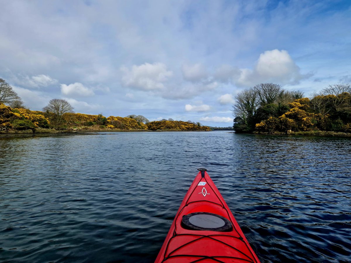 Gorse in flower from the water  #StrangfordLough #NorthernIreland @NTStrangford 🚣