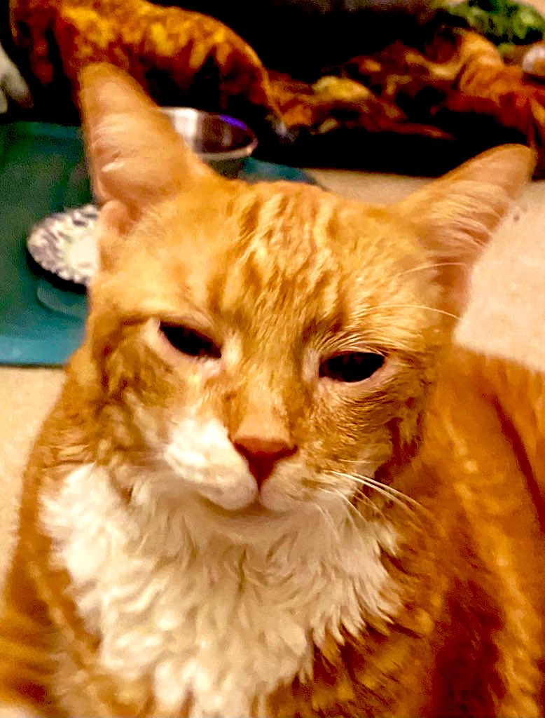 The Feral Cat Gang tweet media