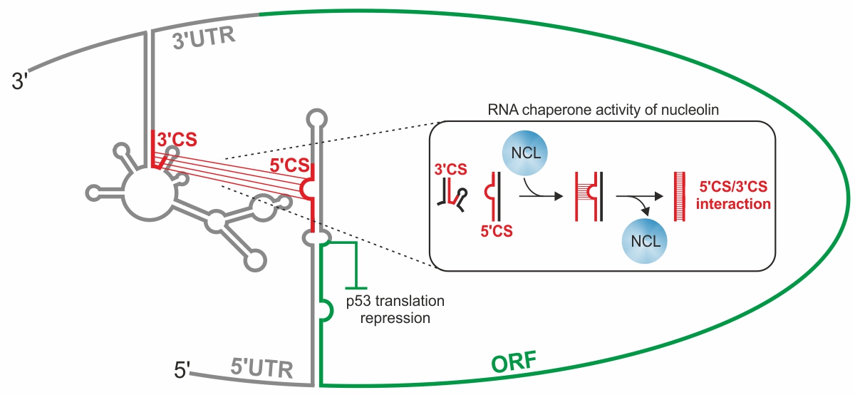 RNA binding protein nucleolin displays an RNA chaperone activity and facilitates base pairing of sequences involved in formation of long-range interaction between 5’ and 3’UTR of p53 mRNA bit.ly/3YqJMC7