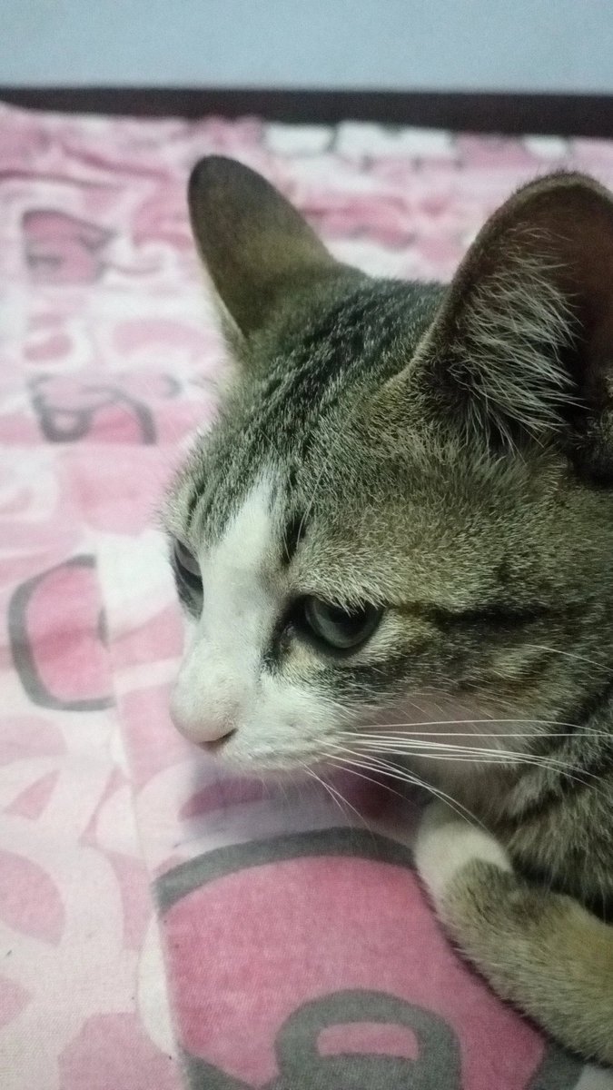 narongriton2002's tweet photo. หน้าตาพร้อมสวบมาก555 https://t.co/cyIJfLtLTe