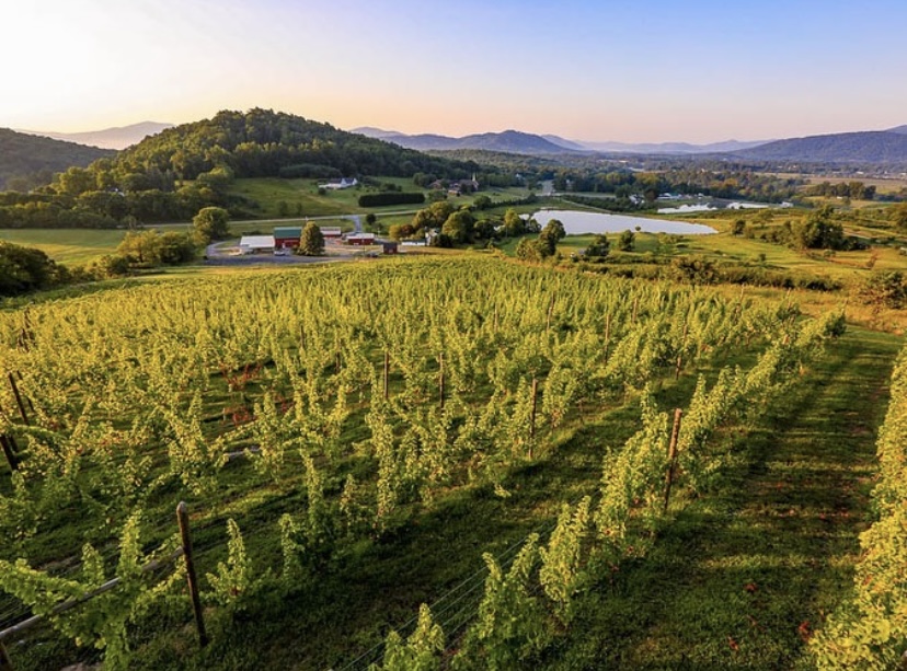 With 5,000 acres of grapes spanning Virginia's diverse terroir, each bottle of #vawine is distinct and serves as a testament to local artisanship. 

📷: <a href="/valleyroadwines/">Valley Road Vineyard</a>