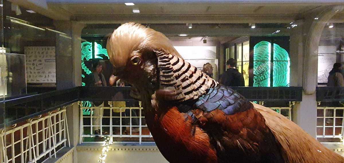 badtaxidermy's tweet photo. I'm the most successful person ever to run for the presidency, by far. Nobody's ever been more successful than me. I'm the most successful person ever to run. https://t.co/pWOynewb6L