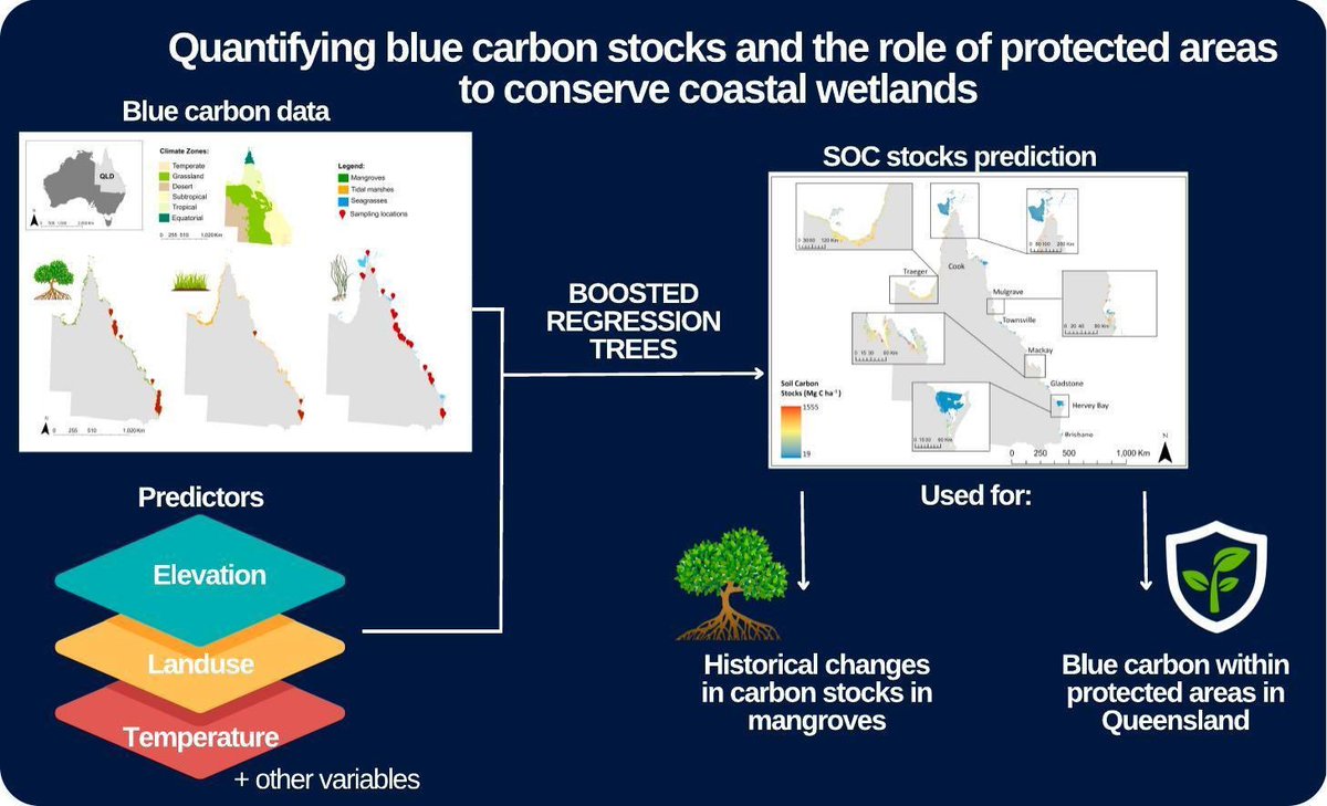 New paper: ‘Quantifying blue carbon stocks and the role of protected areas to conserve coastal wetlands’ led by @dpcmicheli (@BlueCarbonLab). Access free here: sciencedirect.com/science/articl… #BlueCarbon #Wetlands #ClimateChange #Queensland
