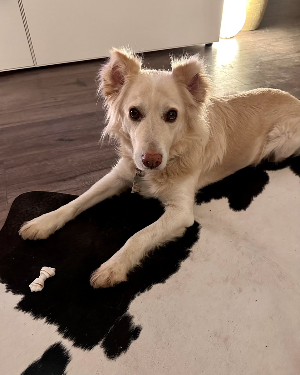 VincentMitsos's tweet photo. Herrchen, ist das dein Ernst? Wächst das noch? Ich bin ein hungriger Hund! https://t.co/SpKkSUy0B7