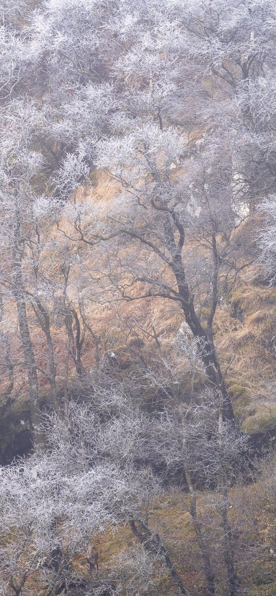 I do like a hoar frost.
