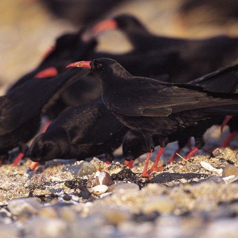 In Cornwall it was believed that King Arthur didn’t really die, but was magically transformed into a chough.

In Wales and Scotland during the 17th Century, where choughs would also have been common, the chough was known as the Crow of Cornwall.

 #FolkloreSunday #stpiransday