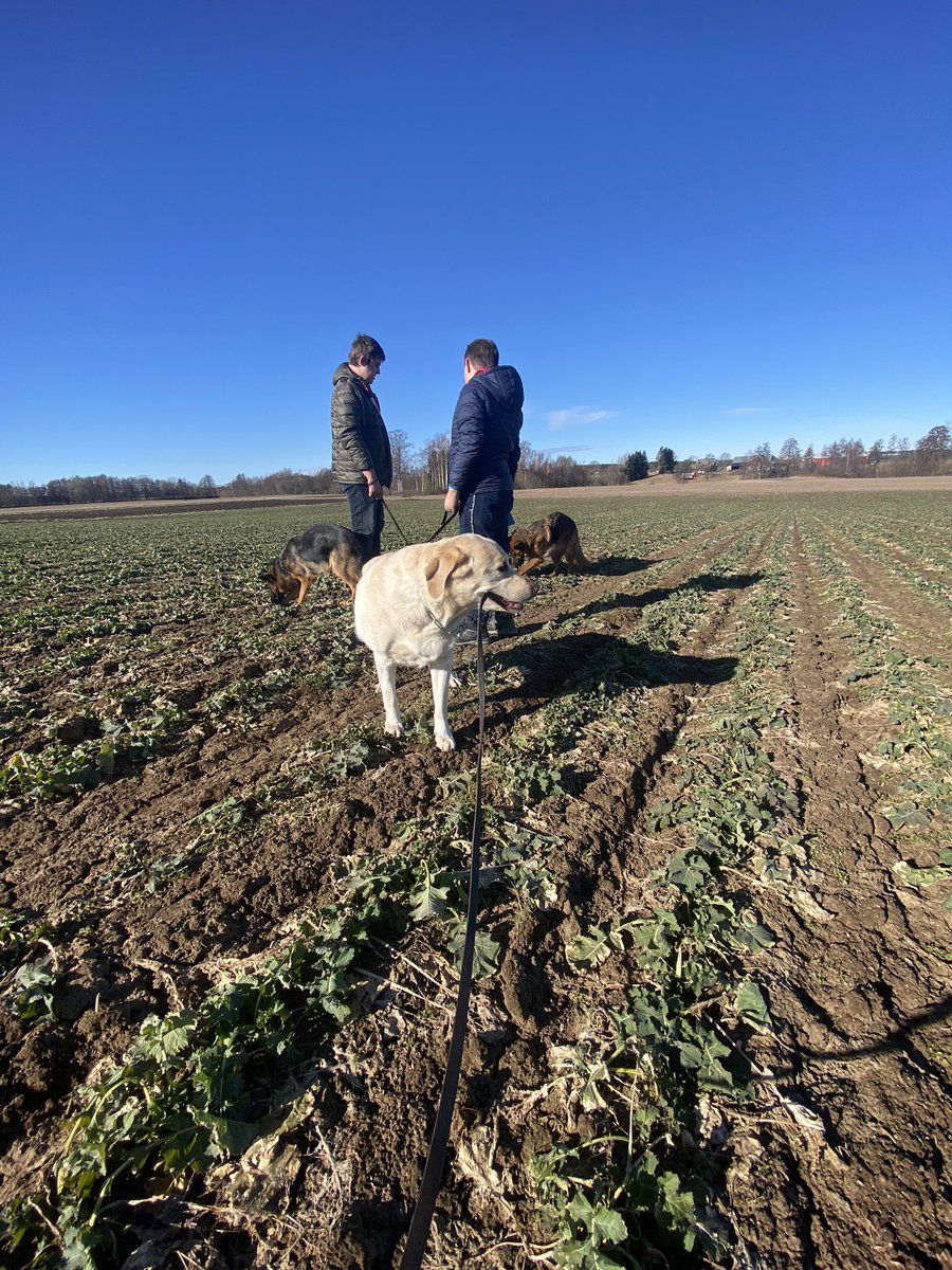 Hade inte snö och mängder med minusgrader varit i prognosen hade det gått att börja gödsla närsom på rapsen. Men jag tror det står bättre under tak inomhus några veckor till… #osr #theorganicdisaster