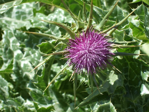 The Popular #Herb: #MilkThistle kylejnorton.blogspot.com/2013/11/popula…