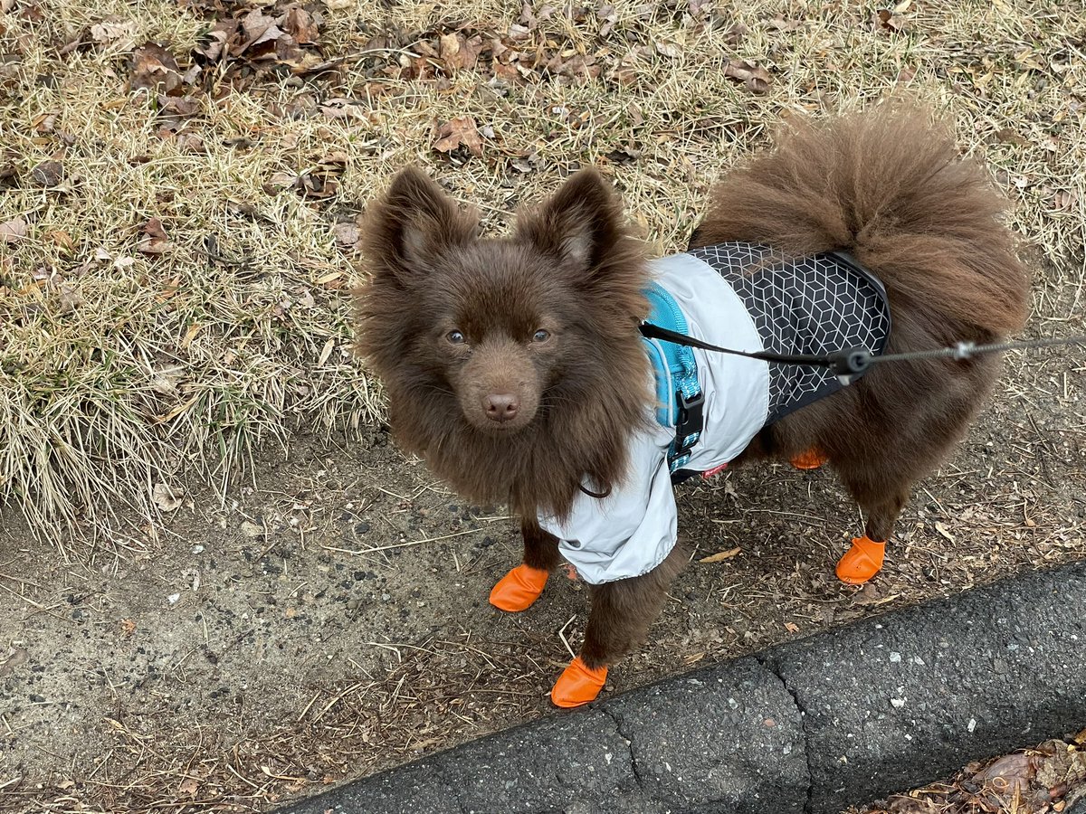 Starblader's tweet photo. @danibeckstrom #bigdogsunday this is Mocha my little rescue. He’s about 11 months old https://t.co/JZNardPpFv