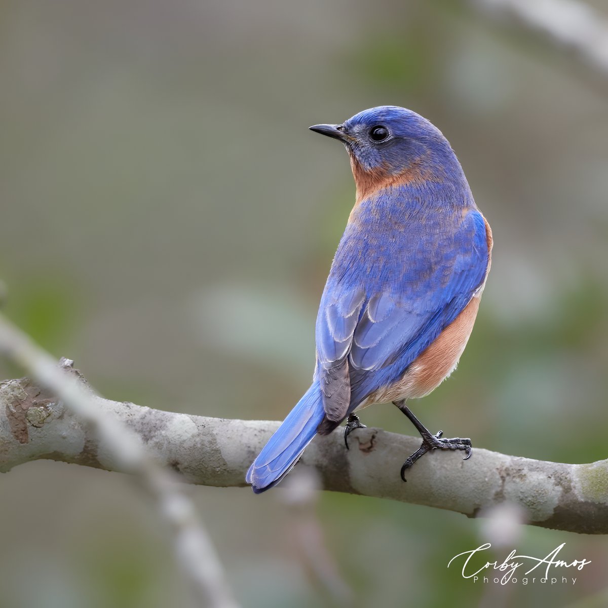 Eastern Bluebird
.
.
#birdphotography #birdwatching #birding #BirdTwitter #twitterbirds #birdpics #easternbluebird