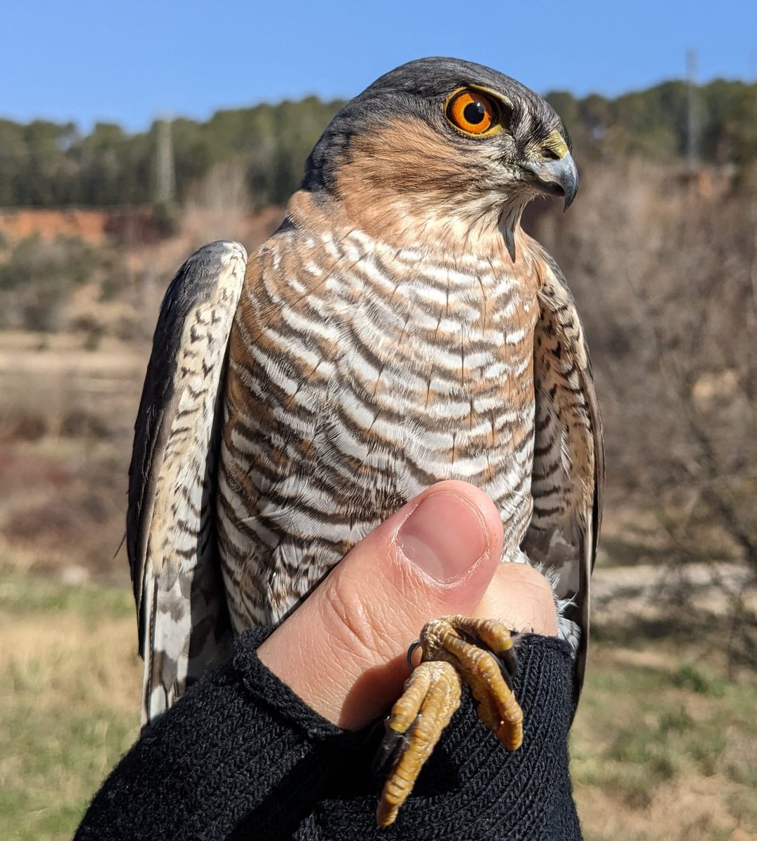 Albert_Natura tweet media