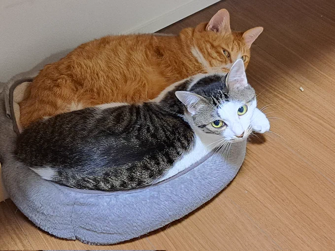 猫がみっしりと入ってゐる 