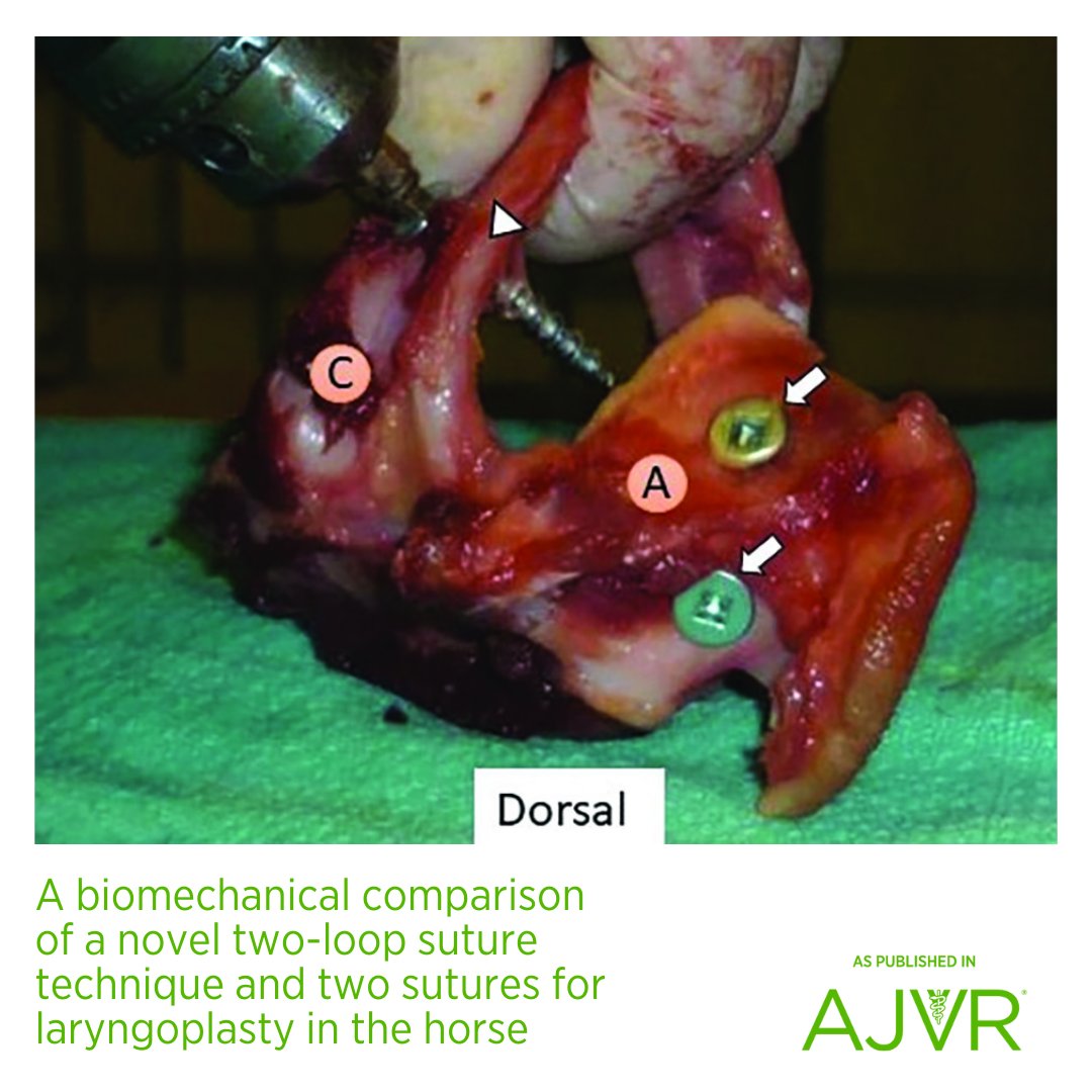AJVROA's tweet photo. The results of an #AJVR study suggest that a novel suture technique and a 2-interrupted suture technique are equally strong and can achieve a similar cross-sectional area of the rima glottidis for #laryngoplasty in horses: https://t.co/CjL3iuHQcP @AAEPHorseDocs @TheACVS https://t.co/oDuahSiM08
