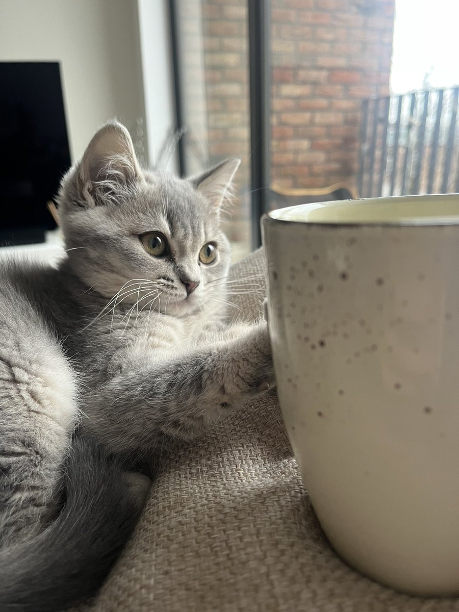 naomiorourke93's tweet photo. Morning birthday coffee with Cookie 🤍🍪 https://t.co/uRj1LVtN1p