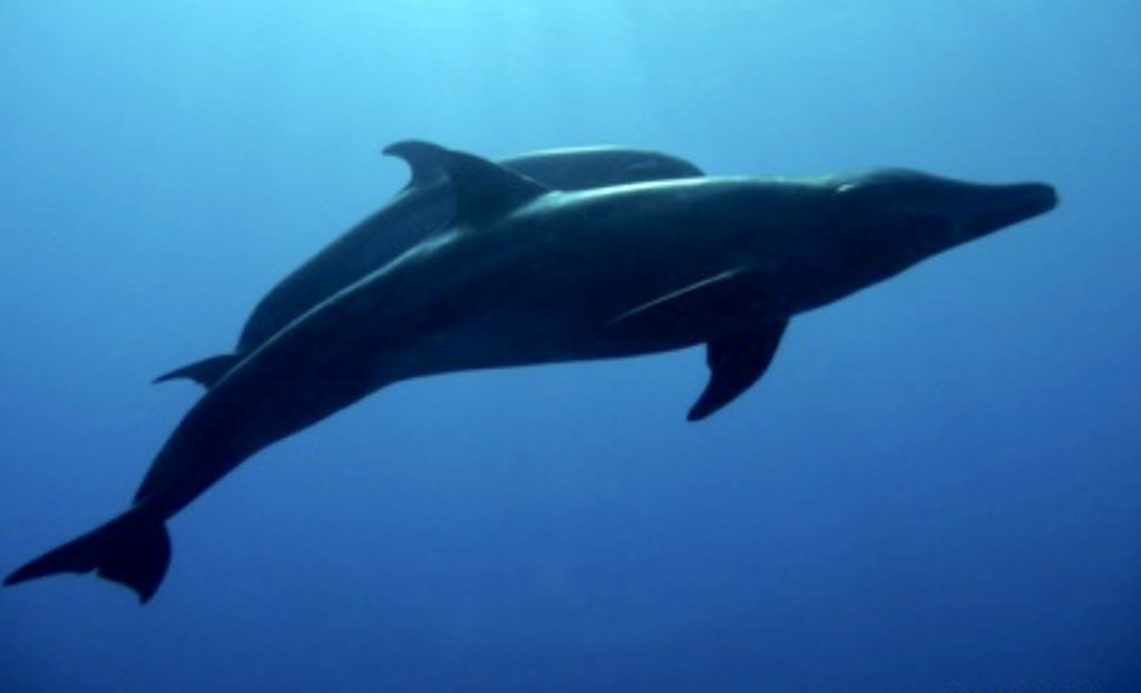 Historic commitment for ocean protection!  The UN High Seas Treaty unlocks a critical path to our global ambition to protect 30% of the oceans by 2030.  Sincere congratulations and thanks to all the countries, delegates and colleagues who have helped make this happen!