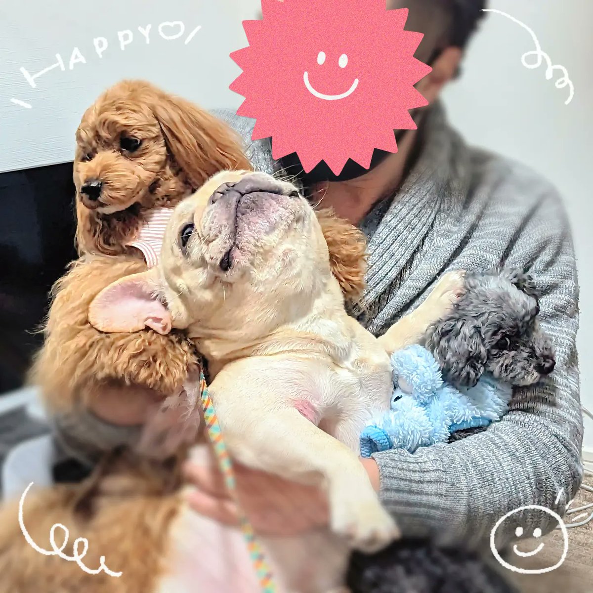 hapitan_marupu's tweet photo. ⁡⁡⁡⁡⁡⁡わちゃわちゃと小競り合いをしながらも⁡なんだかんだと仲良しな3匹🐶🐶🐶💕⁡
⁡昨日も遊んでくれてありがとー🎶⁡
めっちゃ楽しかったー😁🍻⁡
#マルプー #フレンチブルドッグ #ティーカッププードル⁡⁡
#いぬのいる暮らし #犬のいるしあわせ https://t.co/K2RN6lZNSC