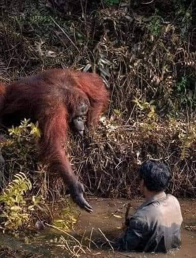 nimasnimenosAR's tweet photo. En Borneo, un biólogo estaba buscando serpientes en un estanque. El orangután pensó que el hombre estaba atrapado en el barro, así que se acercó para ayudarlo a escalar con seguridad.
#lifewithanimals https://t.co/KsFlnDmGL7