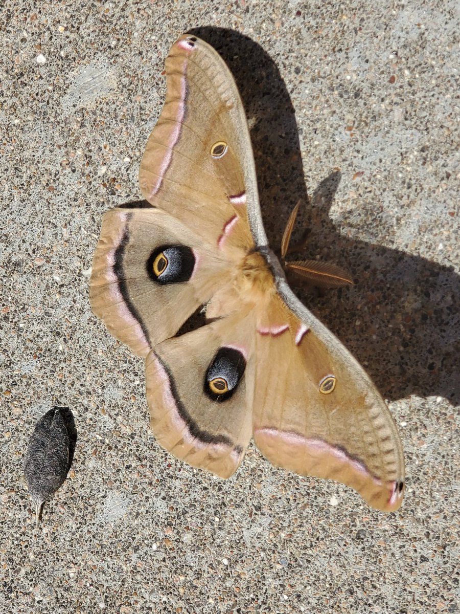 Charlotte Herman tweet media