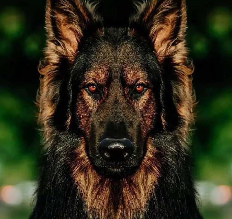 usa_gsd_king's tweet photo. That atittude is outlined on his face 🐶😎❤
.
.
.
Follow @gsd_club_king
#germanshepherd #gsdsofinstagram https://t.co/8UeZUgsnKj