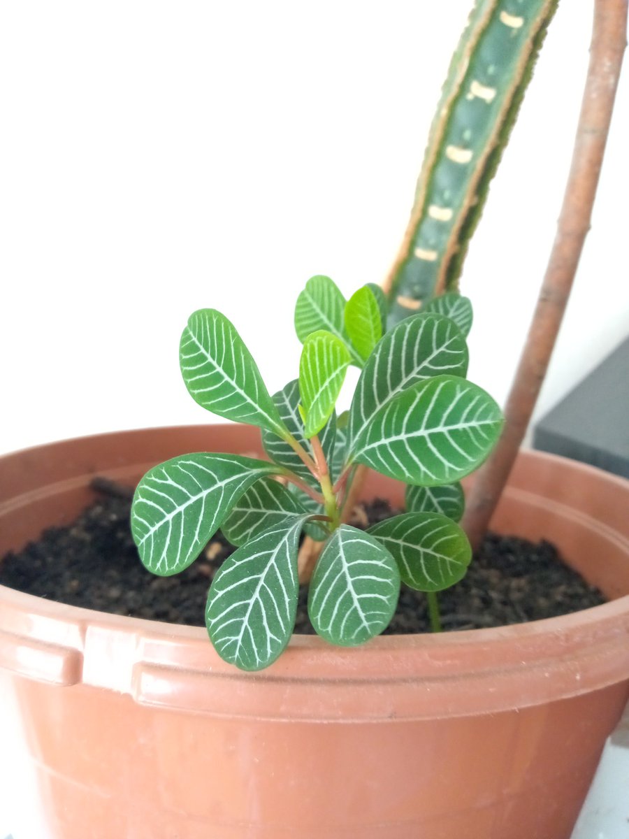 <a href="/peace_life_v/">.</a> <a href="/Rainmaker1973/">Massimo</a> Update for the oak seeds
It didn't work they were dry I think and didn't sprout 
It did work for this plant I have 2 small ones
Have a nice Sunday