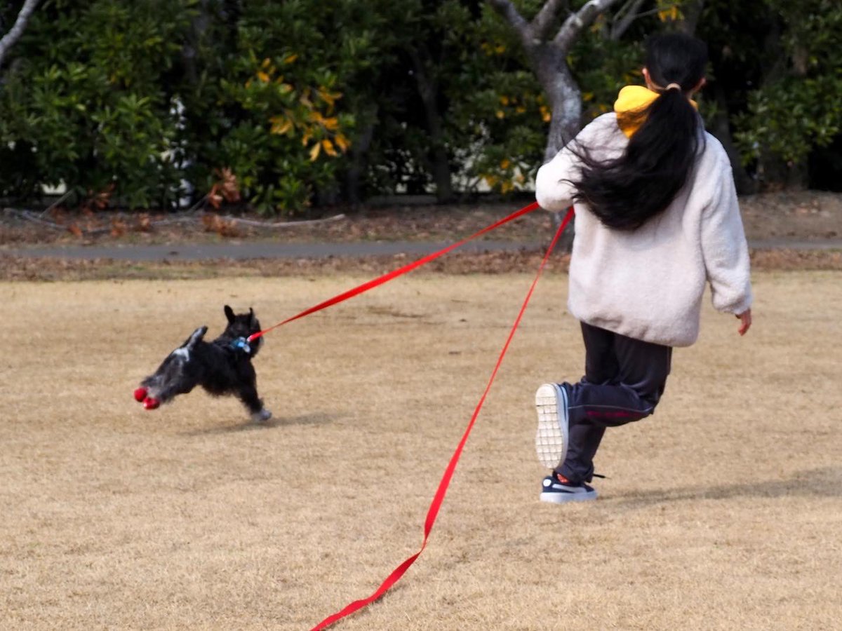 cyaaboooo's tweet photo. 近所の公園で靴が抜けるほどの全速力❗️

#犬 #犬の赤ちゃん #ミニチュアシュナウザー #日常 #夫婦 #なかよし #ホワイト #ブラックアンドシルバー #家族 #ユンカース #ヴァイス #アンネリース #ベアトリクス  #宮崎県 https://t.co/HVo5P4bWKM