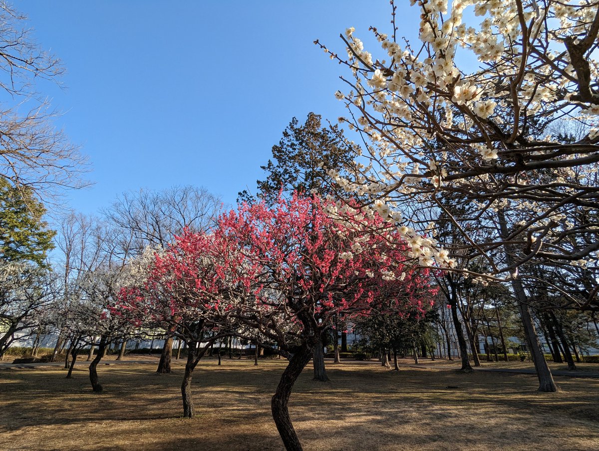 梅が咲いてました！