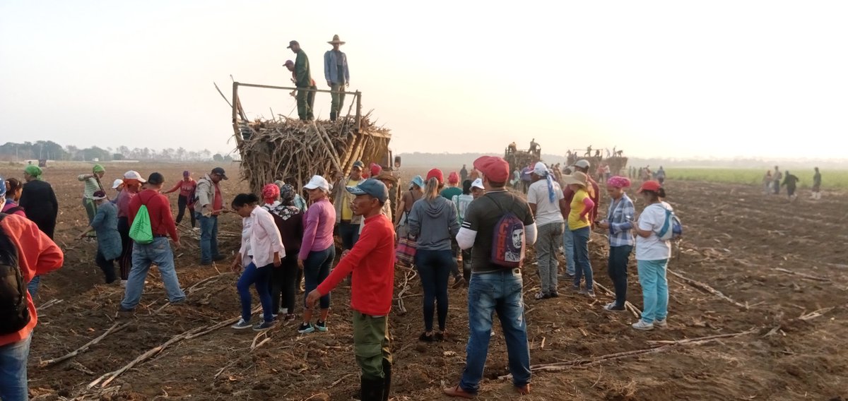 acebo_lester's tweet photo. Se desarrolla trabajo productivo en #Yara #ProvinciaGranma en la siembra de caña, en saludo al día internacional de la mujer #MejorEsPosible https://t.co/bUp8FyhyI3