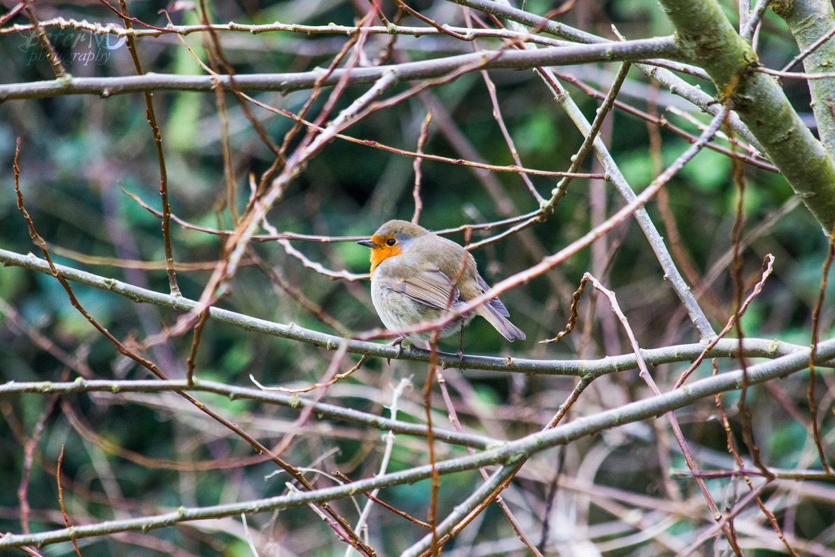 Ester Mira D. photography tweet media