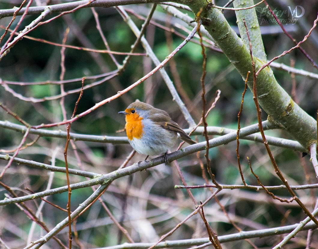 Ester Mira D. photography tweet media