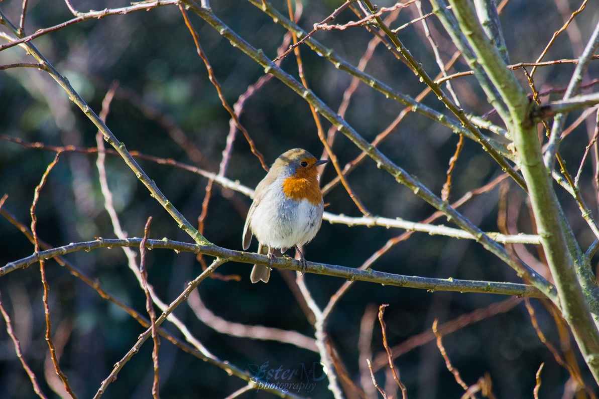 Ester Mira D. photography tweet media