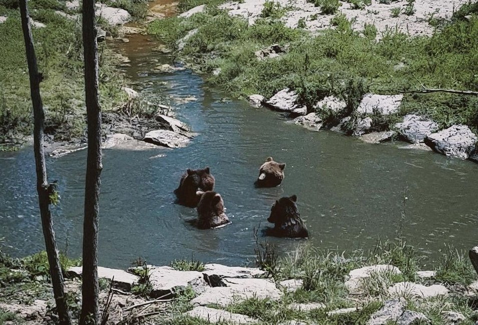 malacarasev's tweet photo. - VAMO HASERNO PASA POR SARMON E LA UNICA MANERA
- COMO HASEN LO SARMONE
- NO SE EKE HABLAN DEBAO DE AGUA YO NUNCA LO ESCUCHO KE DISEN
- PO ARGO DIRAN
- YA PERO KE YO DEBAO DE AGUA SOLO OIGO GLUGLU
- YA PO HABRA KE VESTIRSE DE SARMON
- PO AVE SI HAY DE NUESTRA TALLA https://t.co/RD0xpVQrQ0