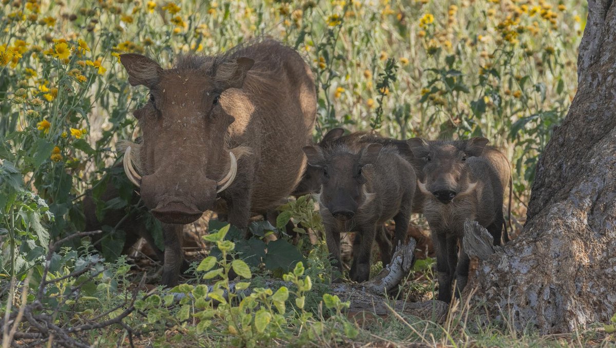 A family of #warthogs rests in the shade during the hottest part of the day. 

#safari #safariphotography #safarilife #safariafrica