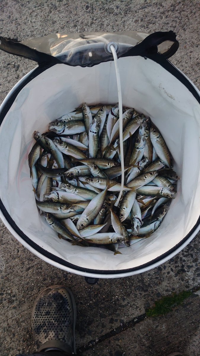 BAZZ__ANDY's tweet photo. 長閑な休日
季節外れのアジ釣り

夕マズメ  短時間で150匹
食べるのが大変だね！
#釣り場は綺麗にしましょう https://t.co/oPU3HCKZW3