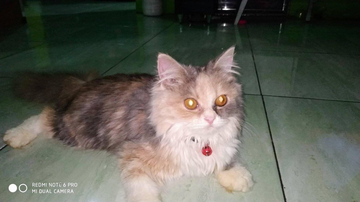 babookoceng's tweet image. LA bermahar kitten #adopsikucing