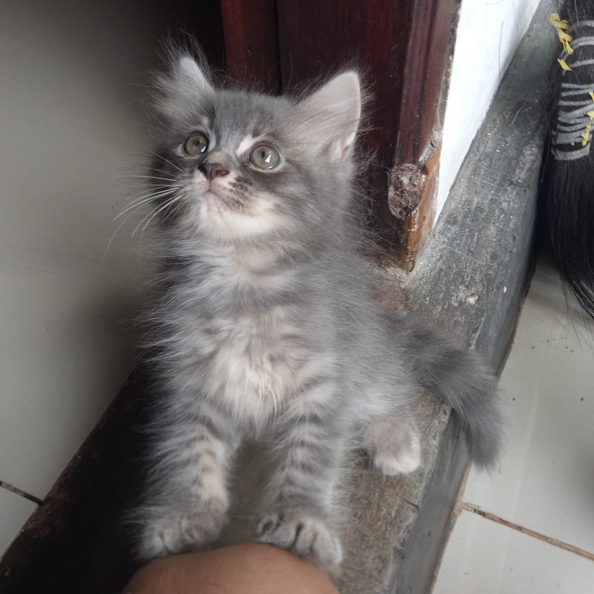 babookoceng's tweet image. LA bermahar kitten #adopsikucing