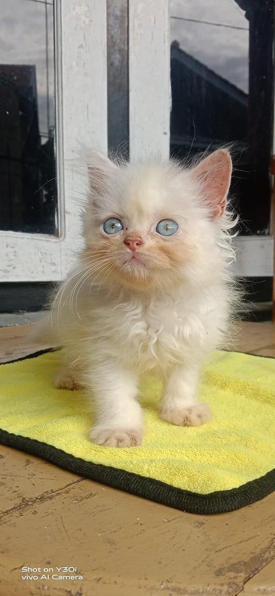 babookoceng's tweet image. LA bermahar kitten #adopsikucing