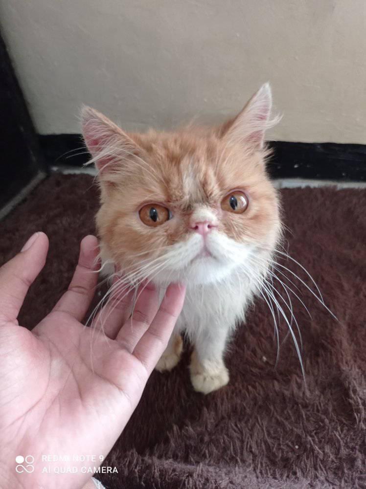 babookoceng's tweet image. LA bermahar kitten #adopsikucing