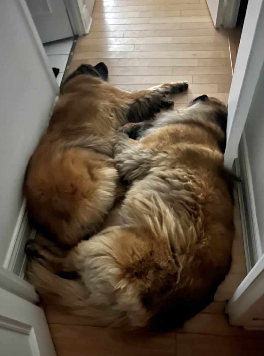 Leo Rautins tweet media