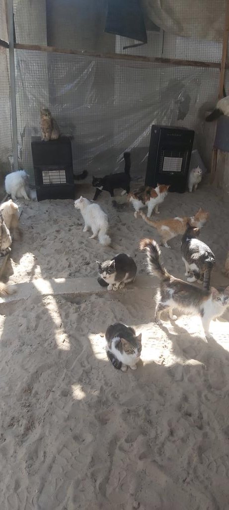 helpcatsmsallam's tweet photo. 🆘️🆘️
So far I have received about $250 and my monthly goal is to get $550 for food supplies for March..
The cats need your help.. What's left is only enough for2days
I'm in danger of collapsing..With your support I can hold on🙏
https://t.co/TbIjrbiNgq https://t.co/HXpdPj6PJC