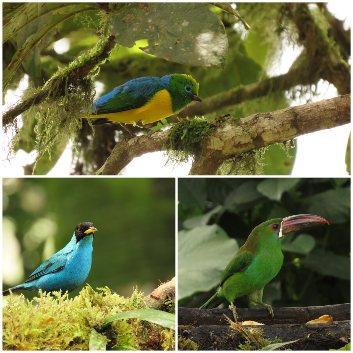 Camping + Naturaleza + Aves + Fogata + friito rico... ven y conecta con tu pareja y la naturaleza